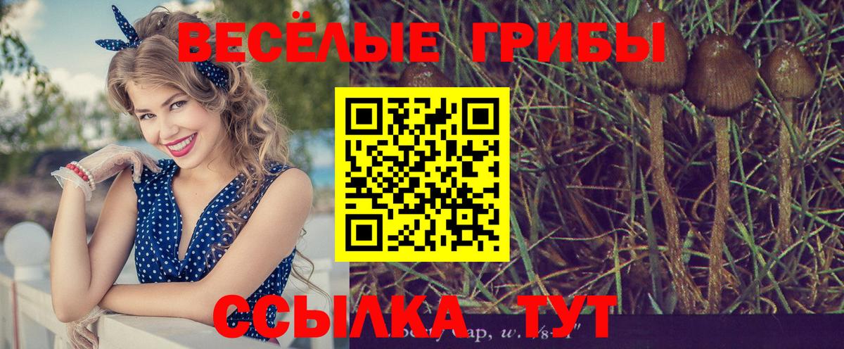 Псилоцибиновые грибы Psilocybe Усть-Джегута